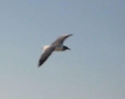 Birds!